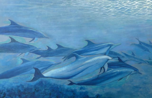 Dolphin Pod