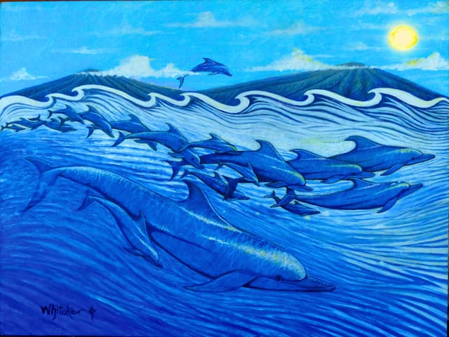 Maui Dolphin Pod